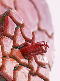 Cross section rendering of muscle tissue.