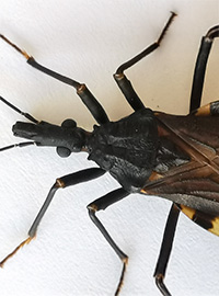 A chirimacha insect on a white surface.